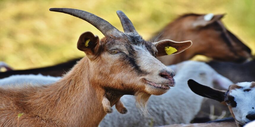 goat